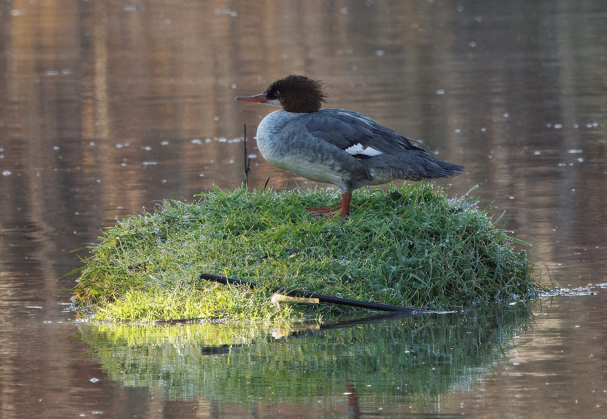 Common Merganser - ML646070652