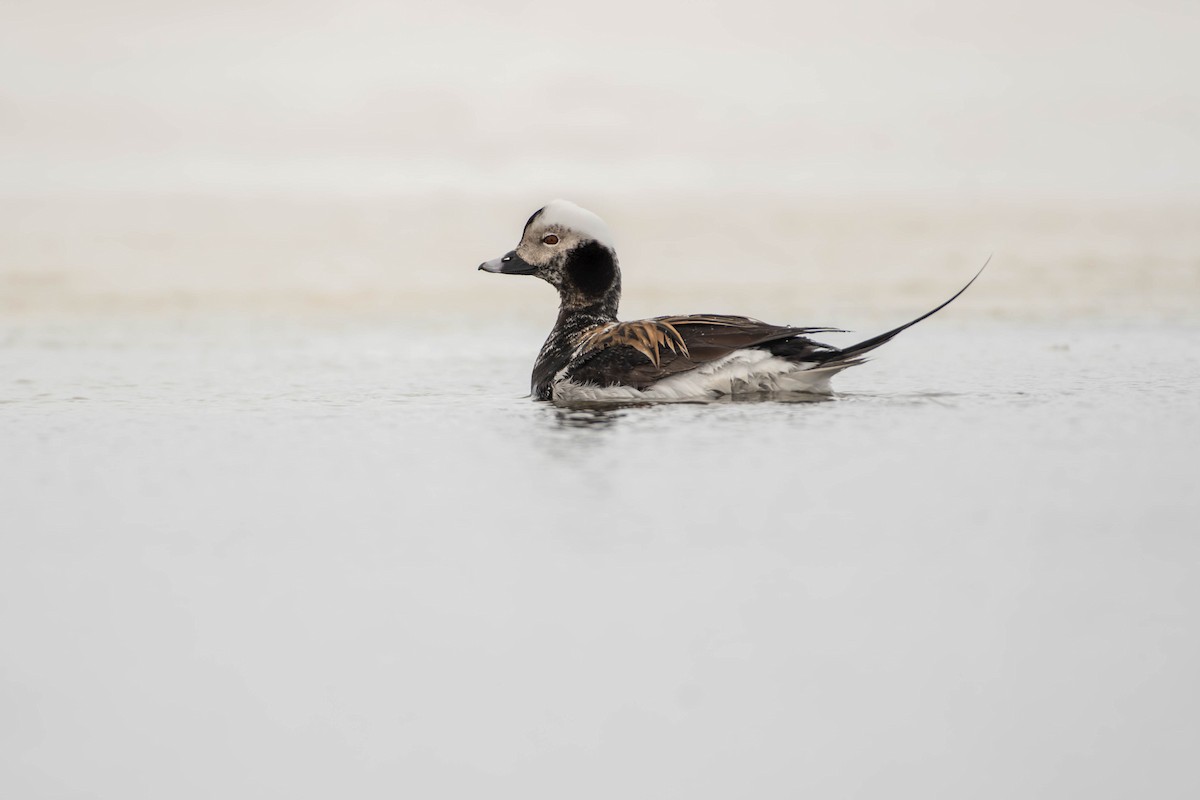 Moretta codona - ML646070653