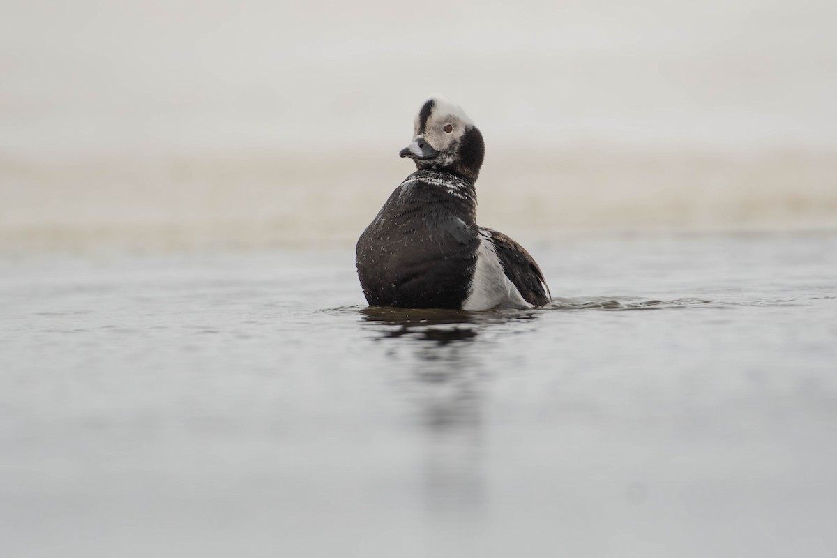 Moretta codona - ML646070654