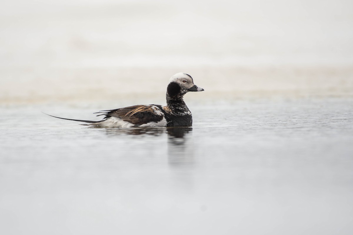 Moretta codona - ML646070655