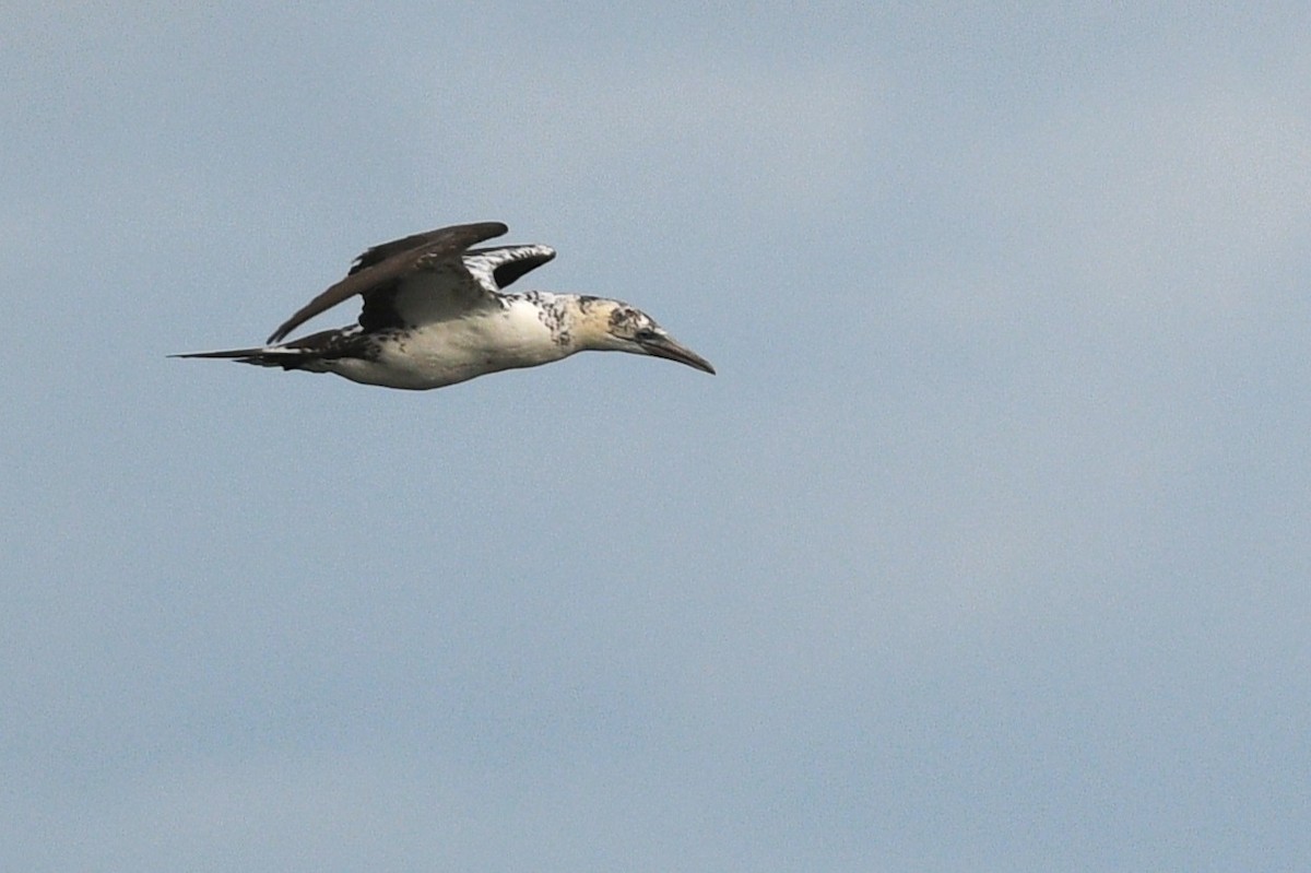 Northern Gannet - ML646070656