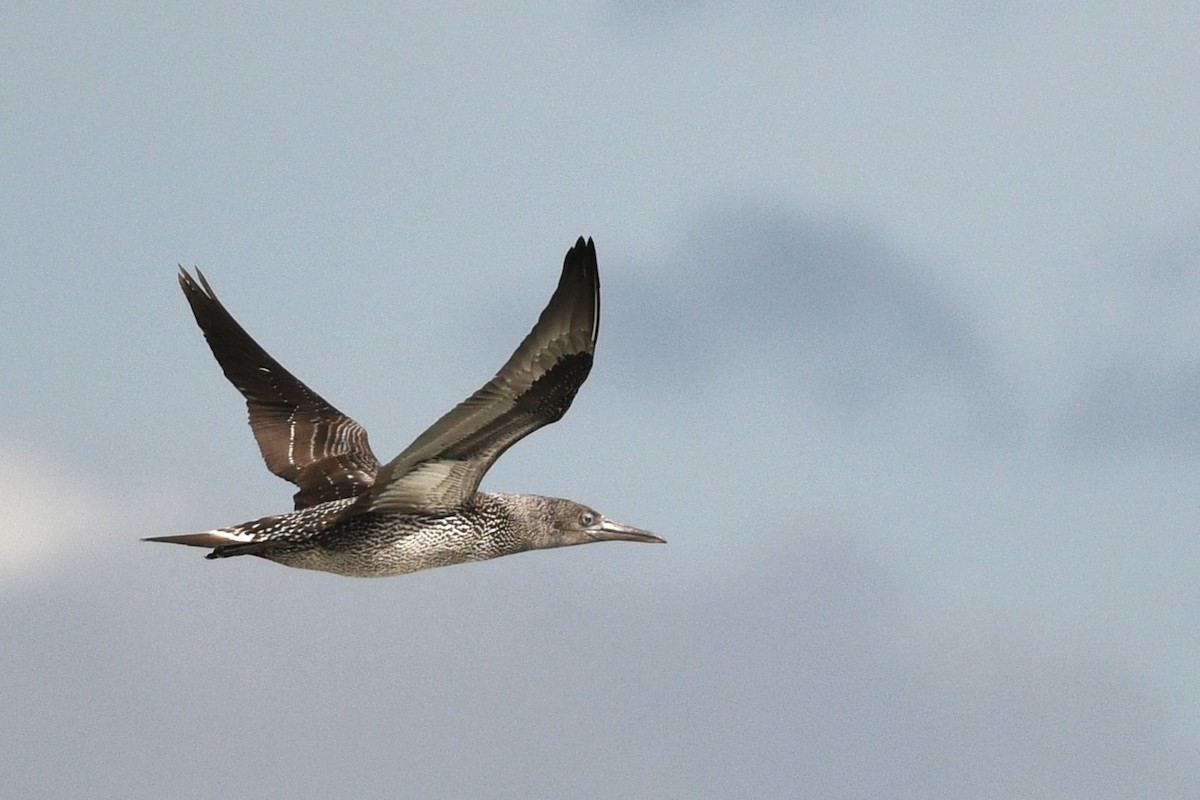 Northern Gannet - ML646070657