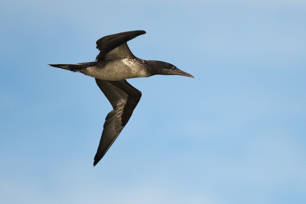 Northern Gannet - ML646070658