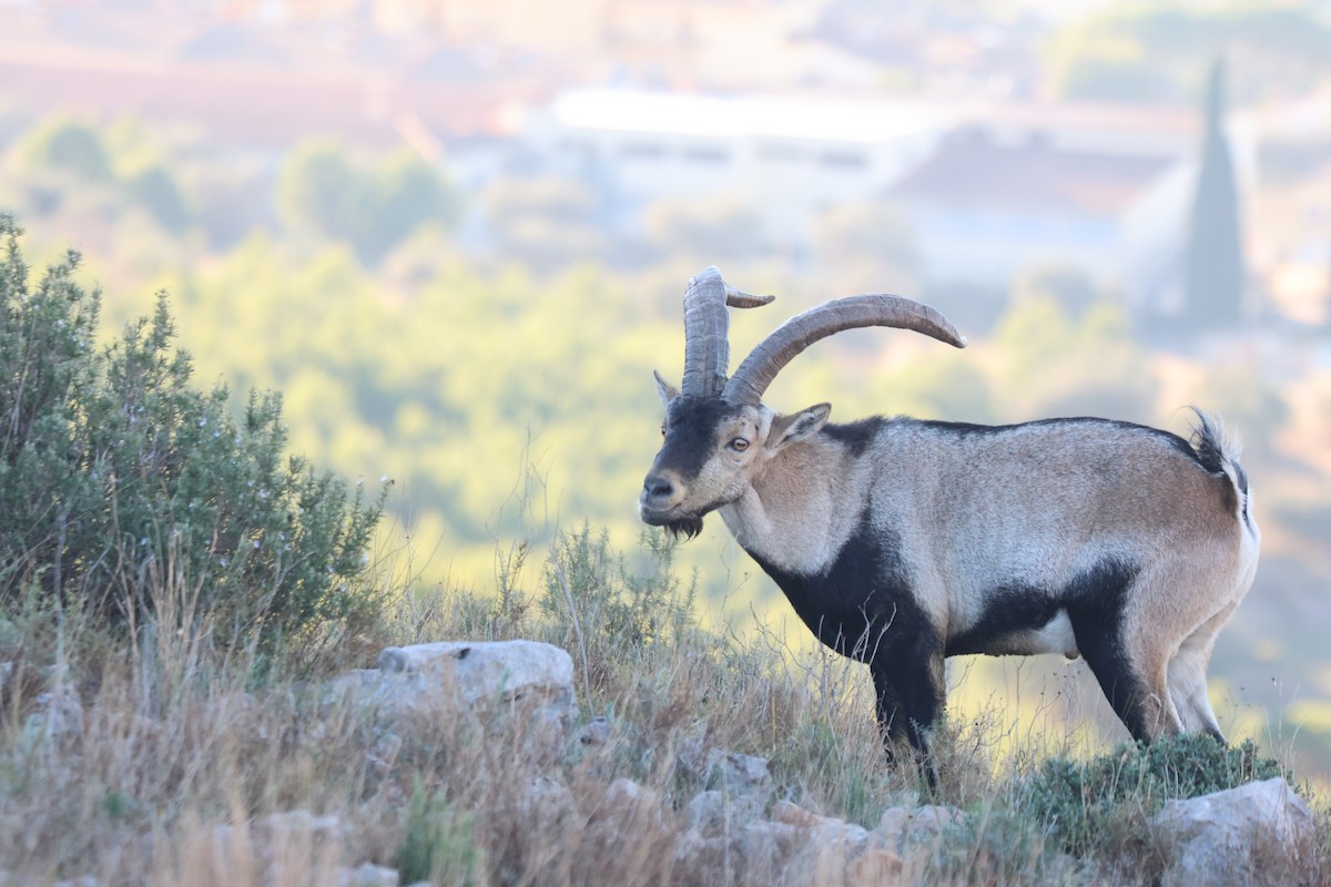 Iberian Ibex - ML646070660