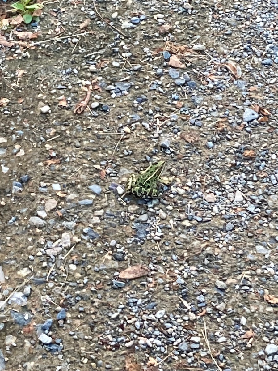 Northern Leopard Frog - ML646070661