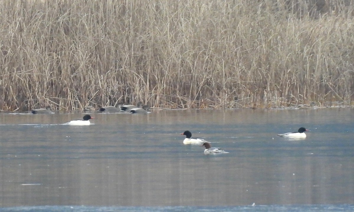 Хумхин бохио - ML646070670