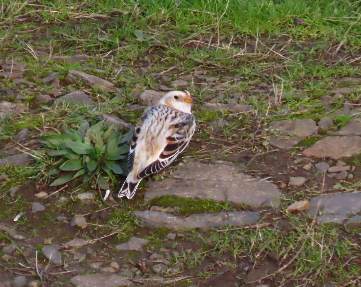 Snow Bunting - ML646070675