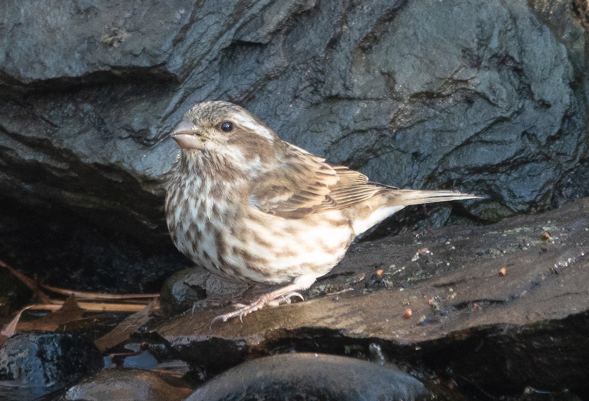 purpurfink - ML646070689