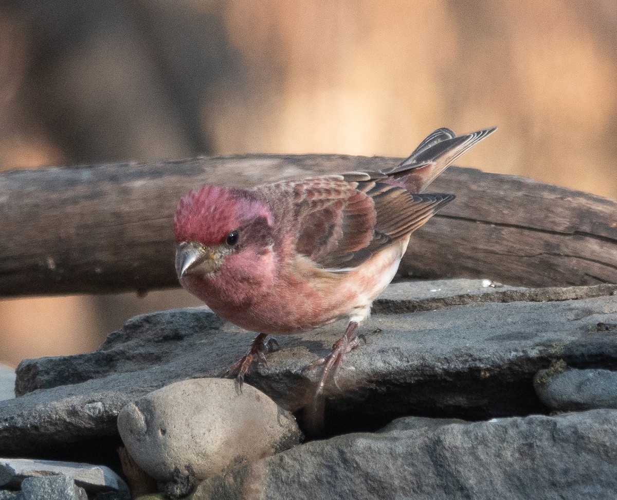 purpurfink - ML646070690