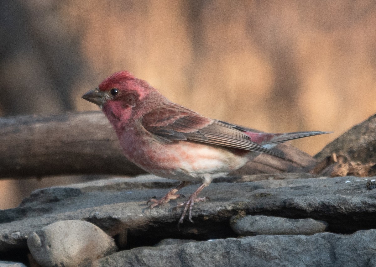 purpurfink - ML646070691