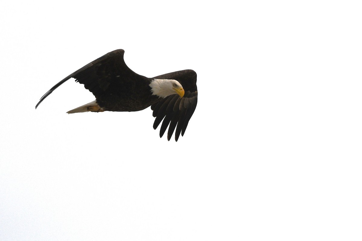 Bald Eagle - ML646070692