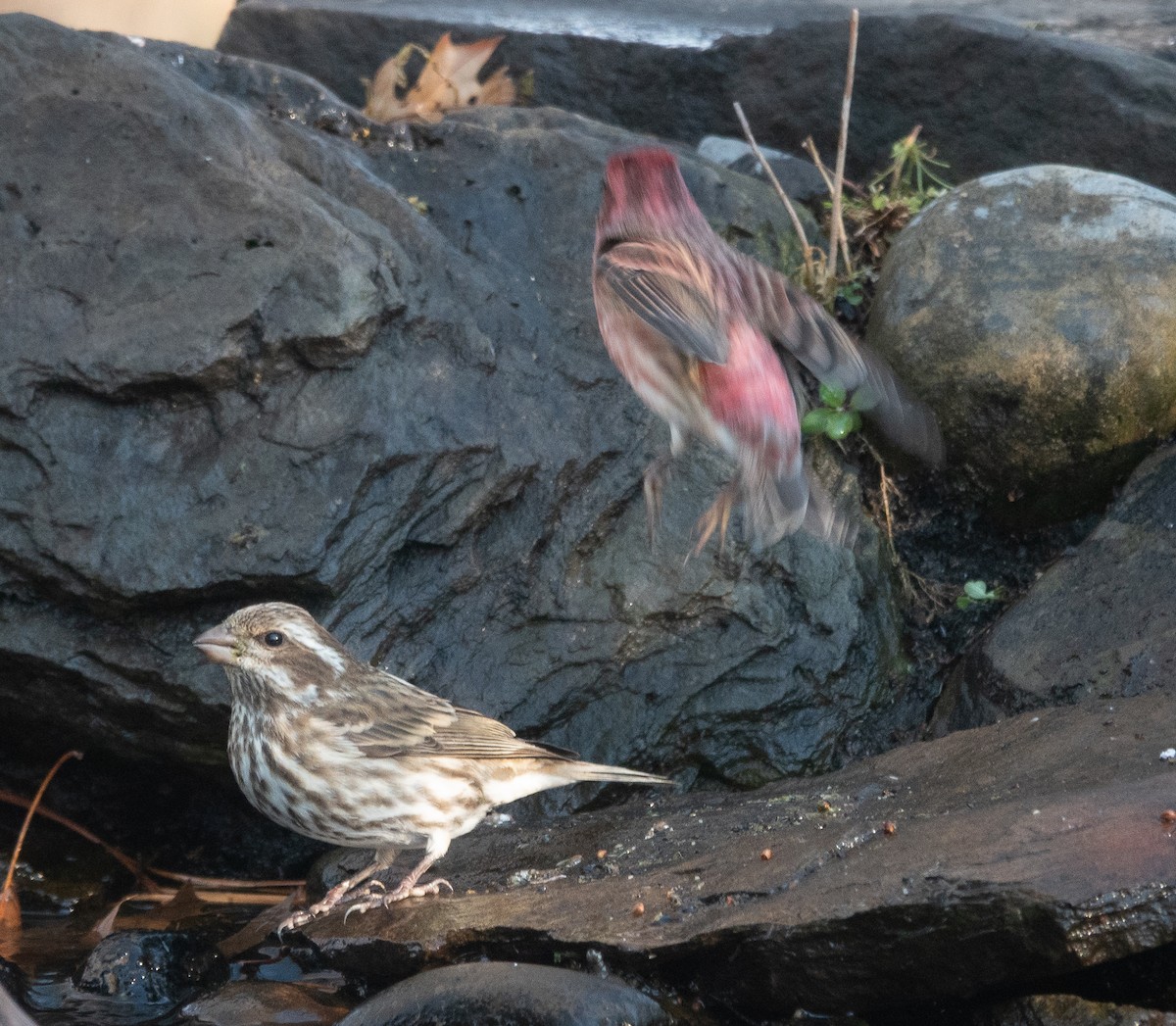 purpurfink - ML646070693