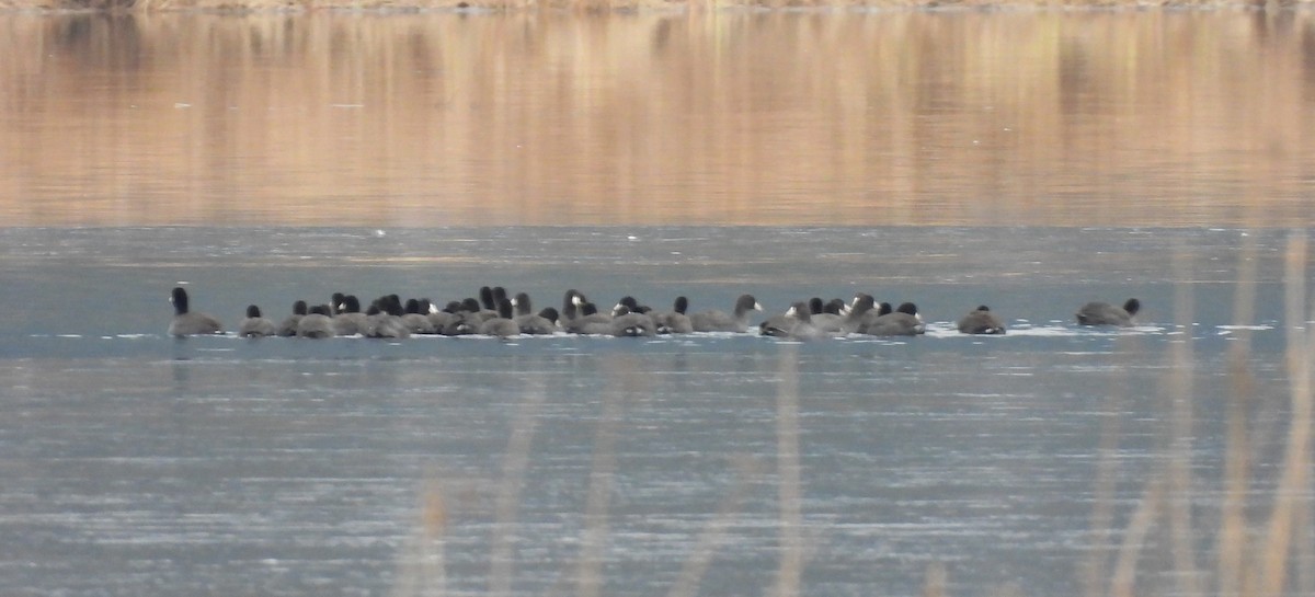 American Coot - ML646070699