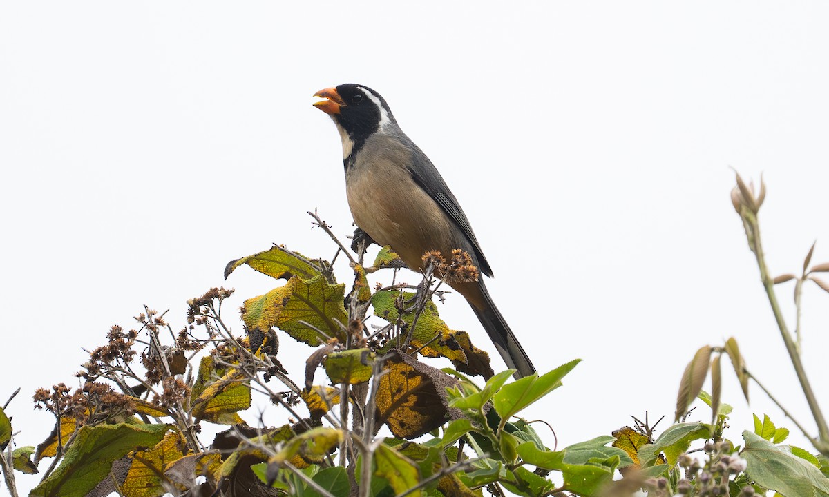 Goldschnabelsaltator - ML646070717