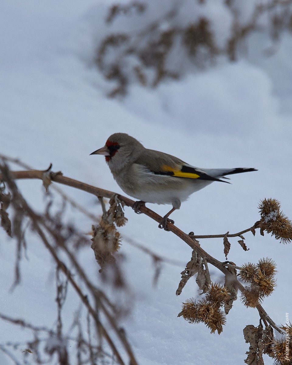 Jilguero Oriental - ML646070719