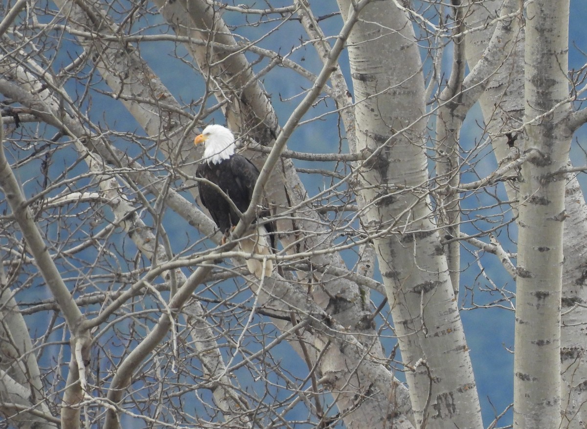 Bald Eagle - ML646070721