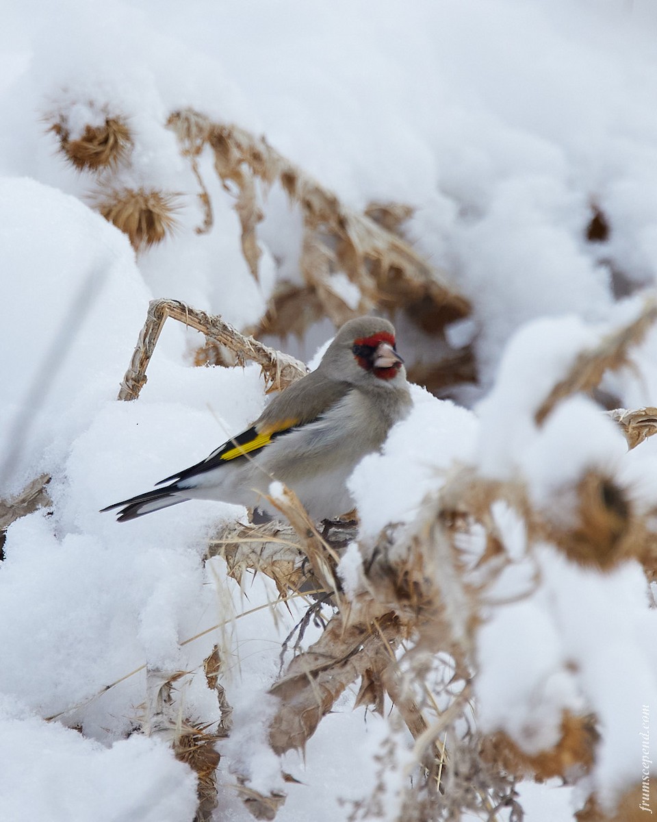 Jilguero Oriental - ML646070722