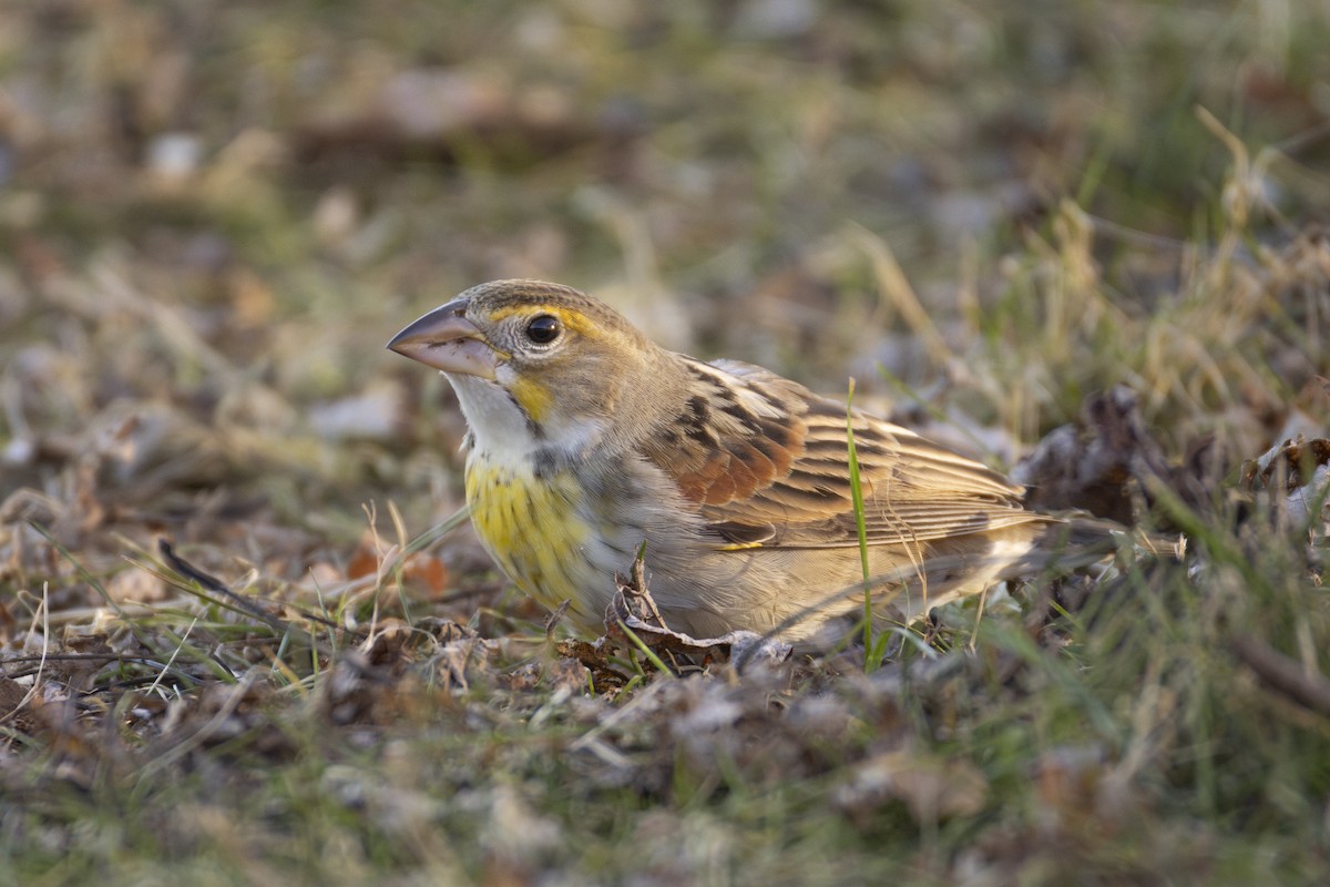 Dickcissel - ML646070742