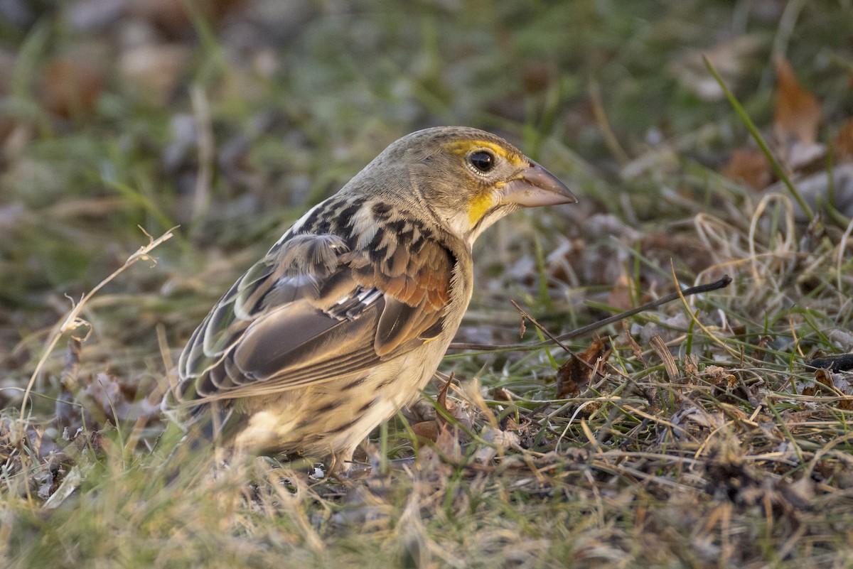 Dickcissel - ML646070744