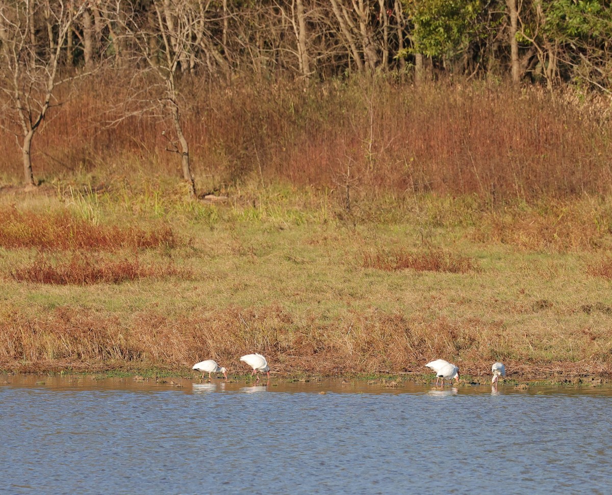 Ibis blanc - ML646070759