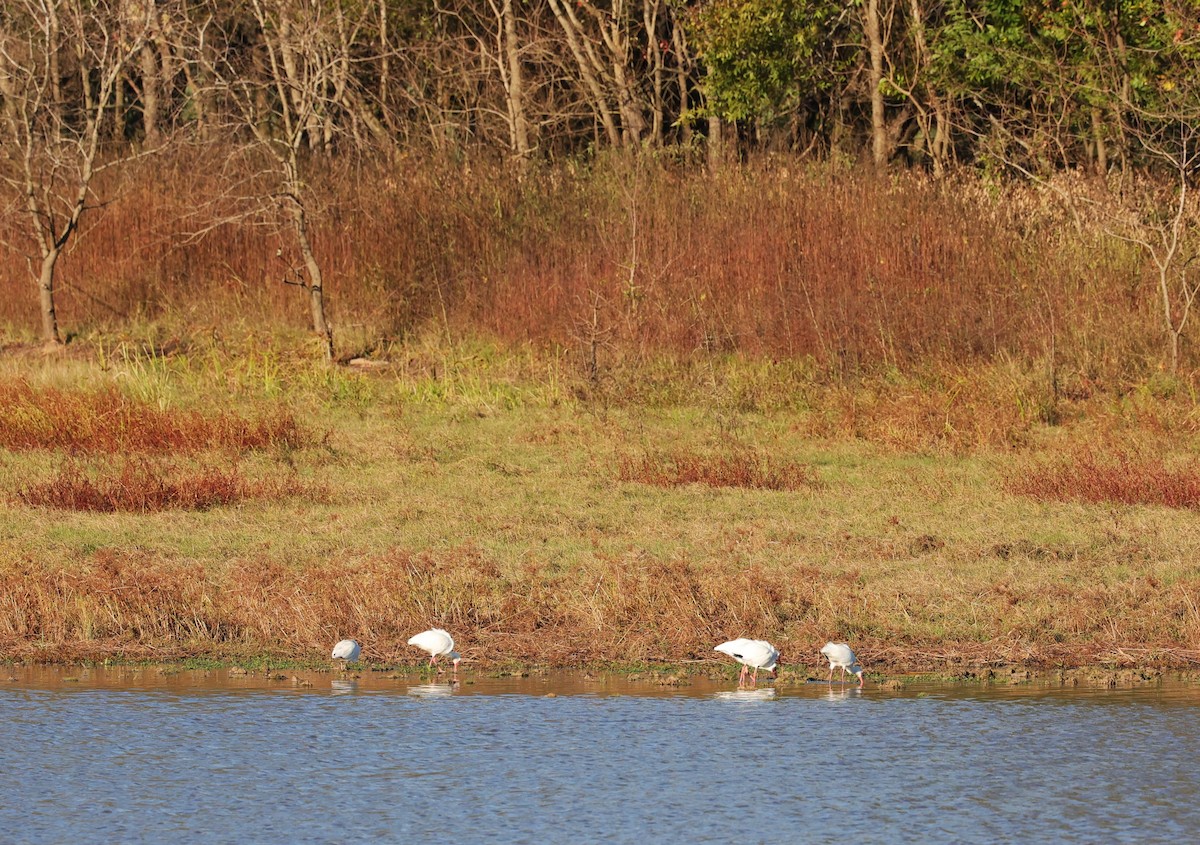 Ibis blanc - ML646070760