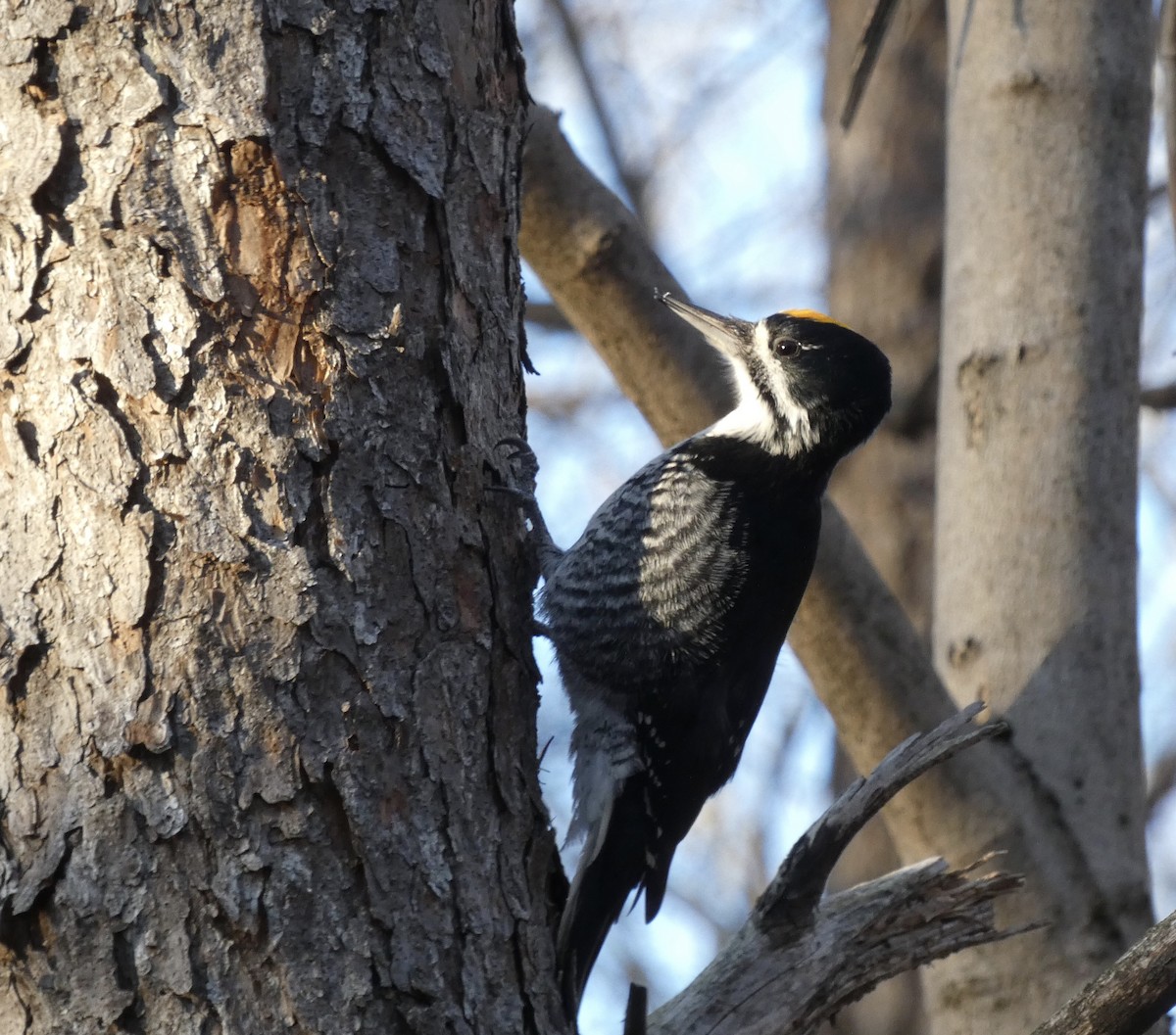Black-backed Woodpecker - ML646070765