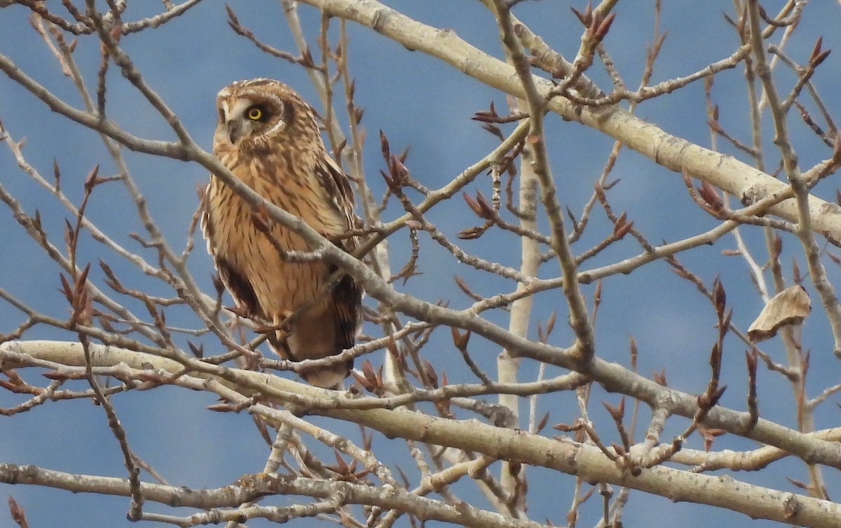 Хулгар гуйванга - ML646070770