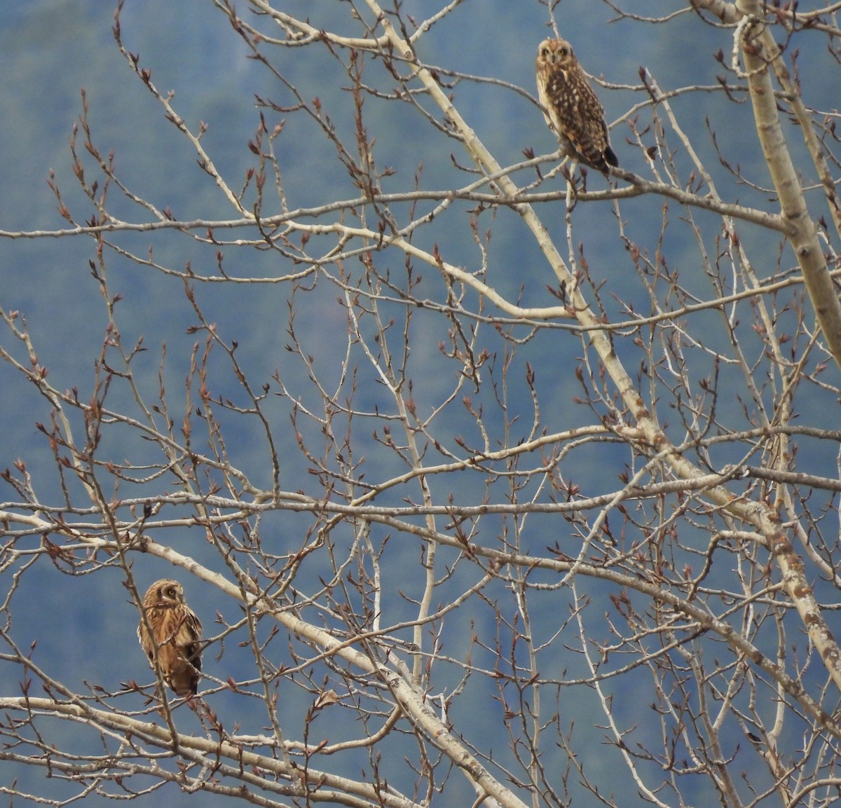 Хулгар гуйванга - ML646070771