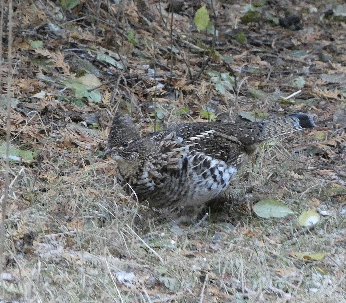 jeřábek kanadský - ML646070774