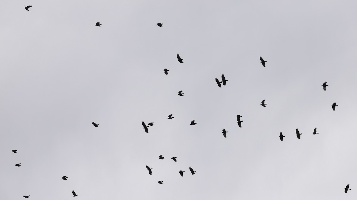 Fish Crow - ML646070777