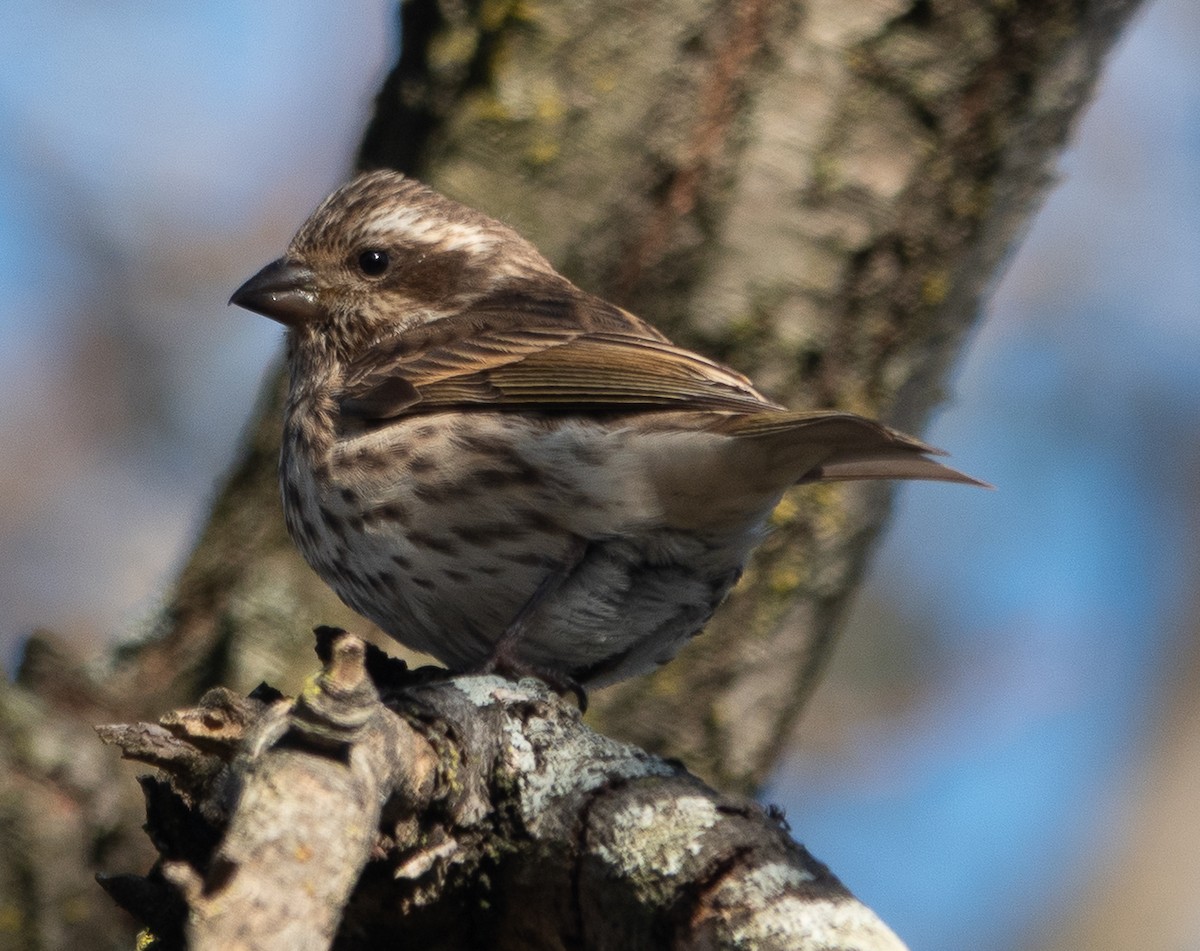 purpurfink - ML646070799