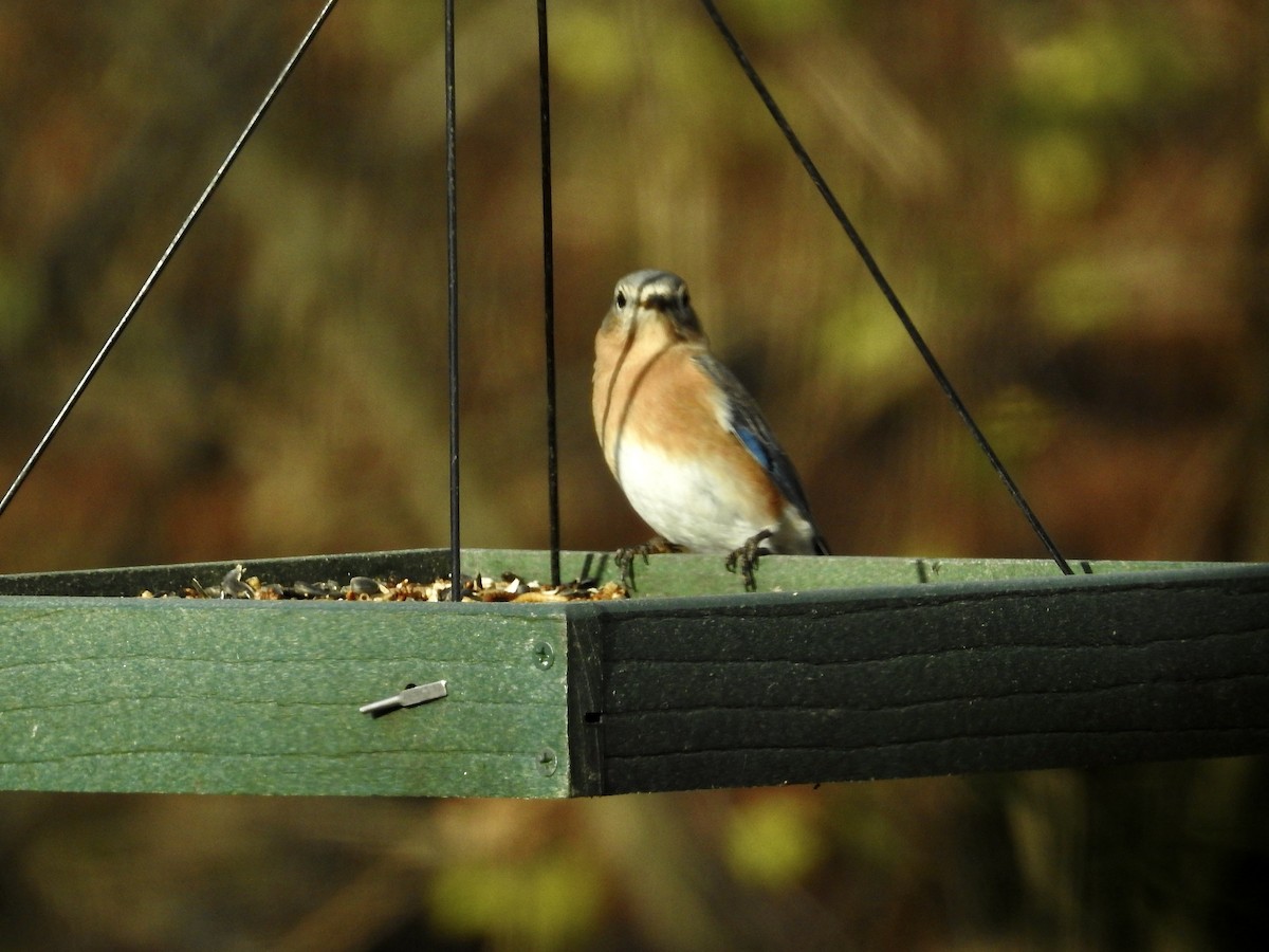 Eastern Bluebird - ML646070810