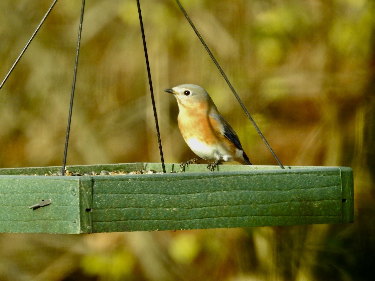 Eastern Bluebird - ML646070811