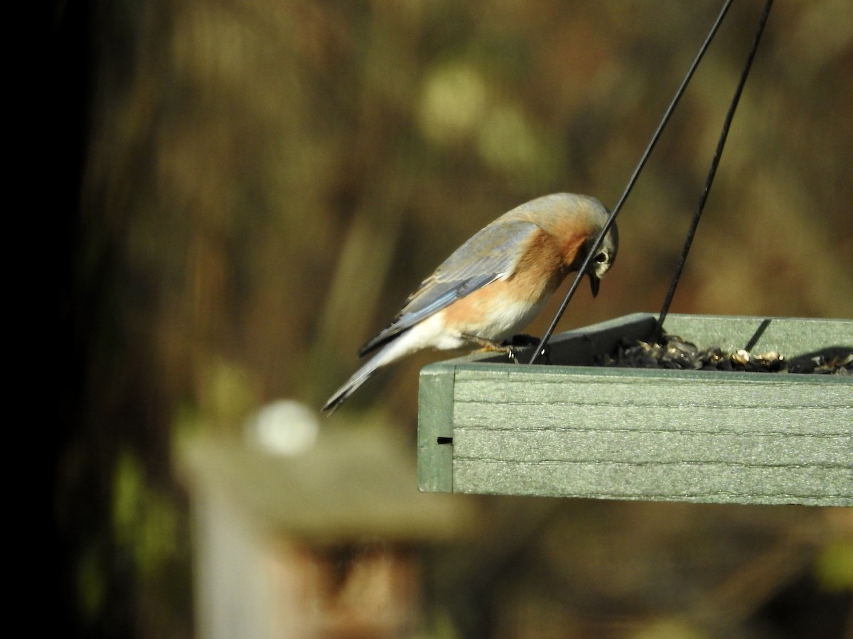 Eastern Bluebird - ML646070812