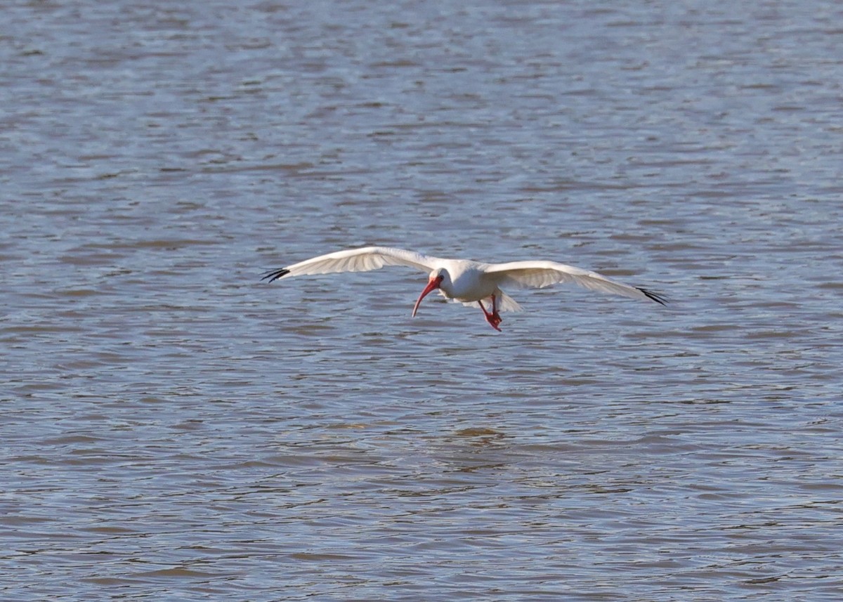 Ibis blanc - ML646070814