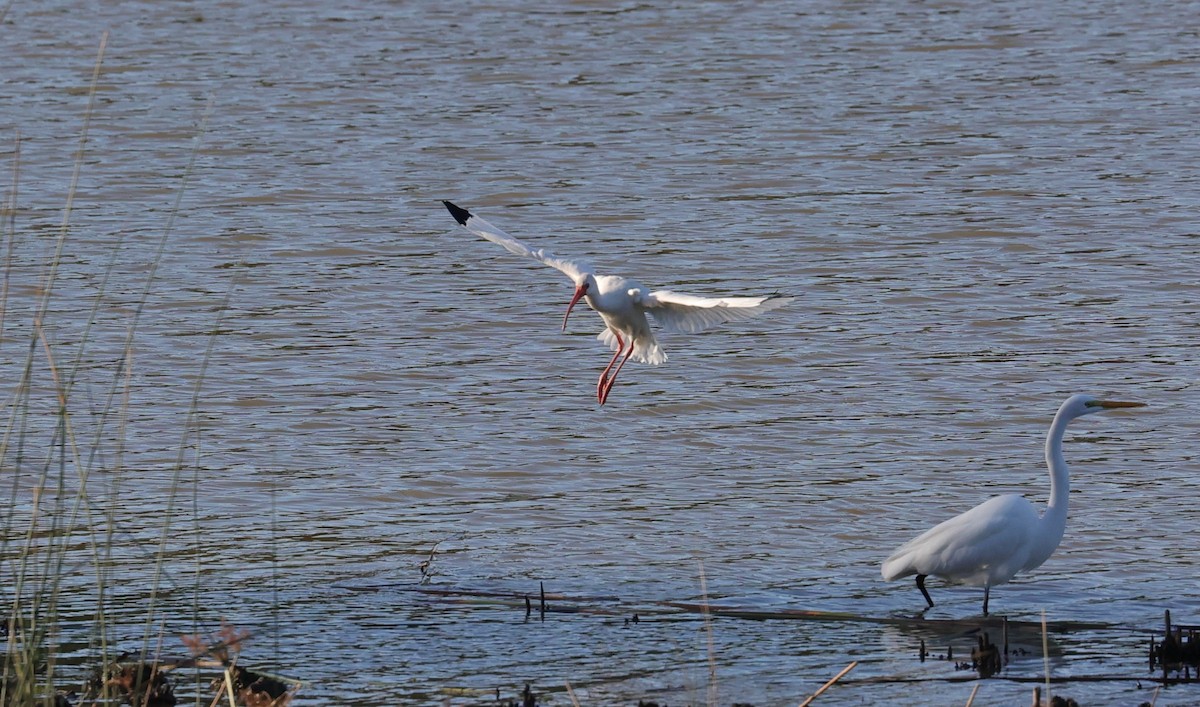 Ibis blanc - ML646070815