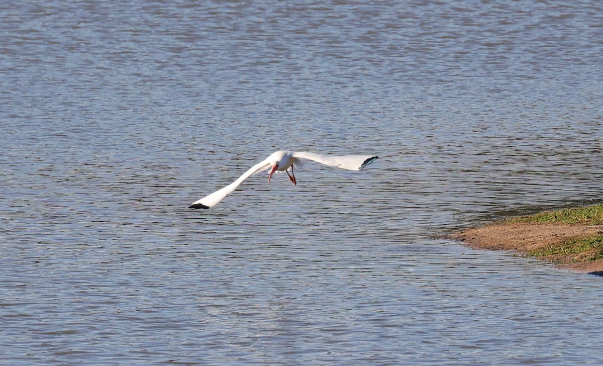 Ibis blanc - ML646070816