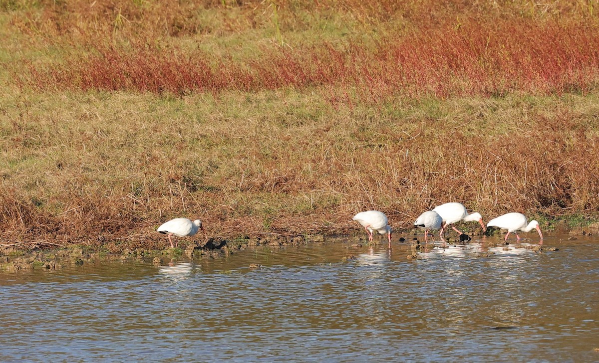 Ibis blanc - ML646070817