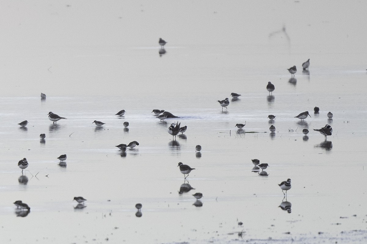 Dunlin - ML646070818