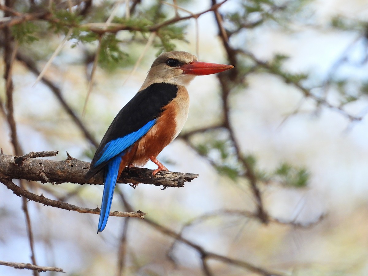Gray-headed Kingfisher - ML646070821
