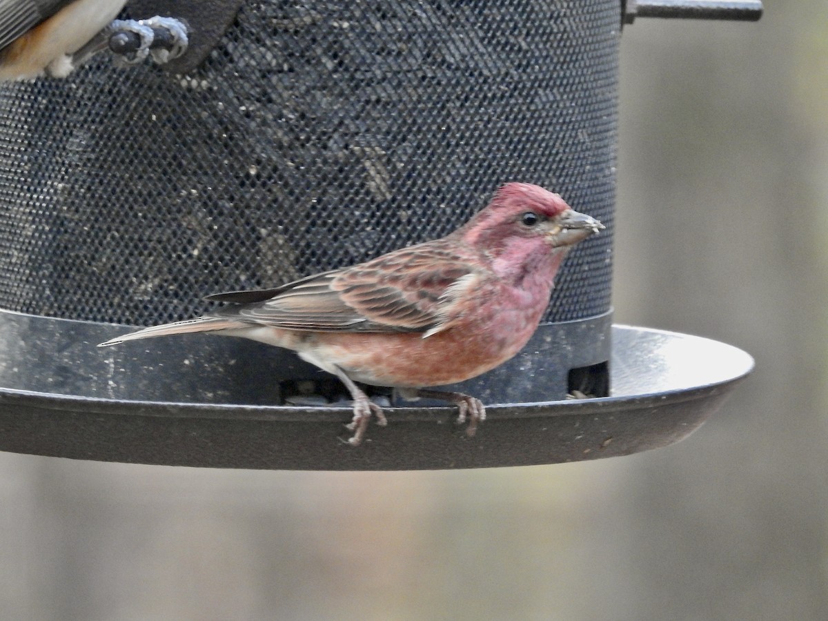 purpurfink - ML646070830