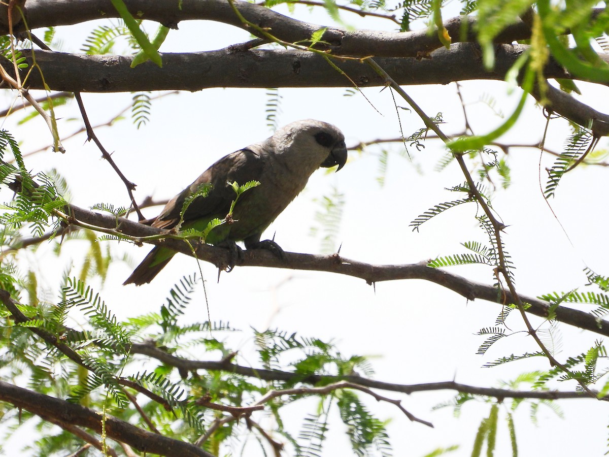 oransjebukpapegøye - ML646070846