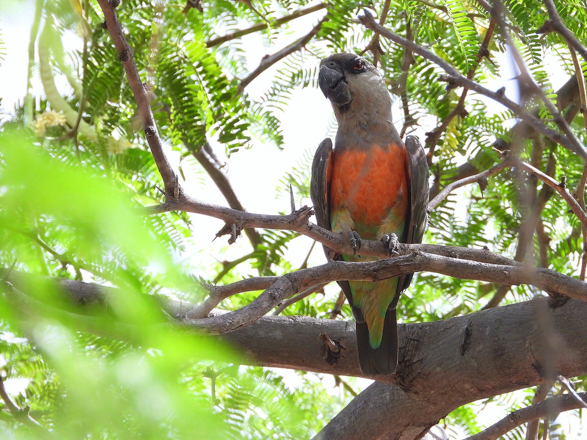 oransjebukpapegøye - ML646070849