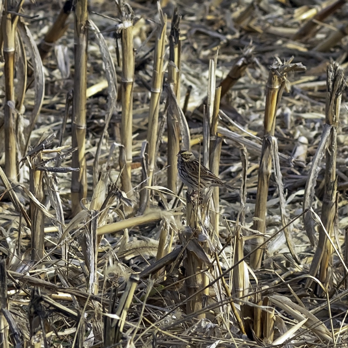 Savannah Sparrow - ML646070852