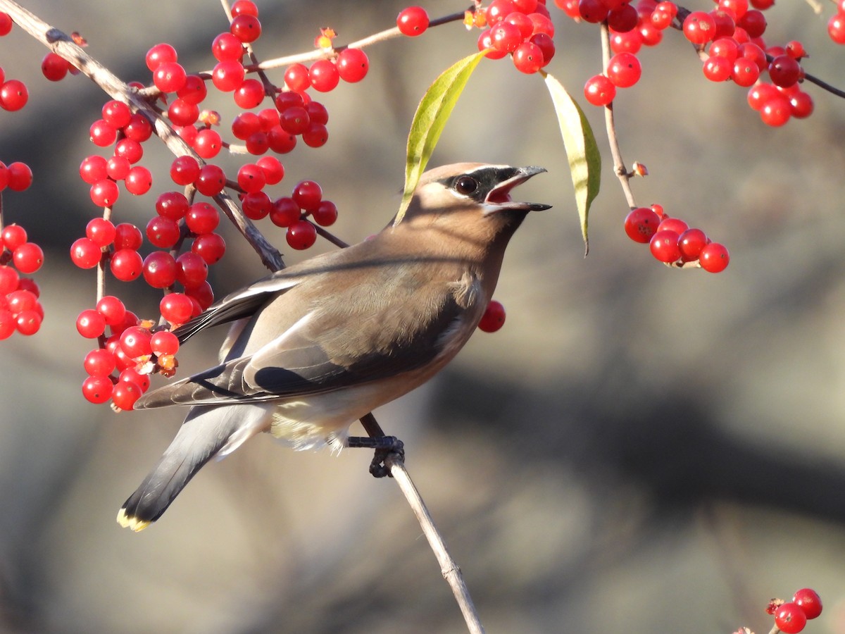 ヒメレンジャク - ML646070853