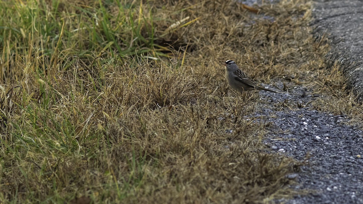 White-crowned Sparrow - ML646070855