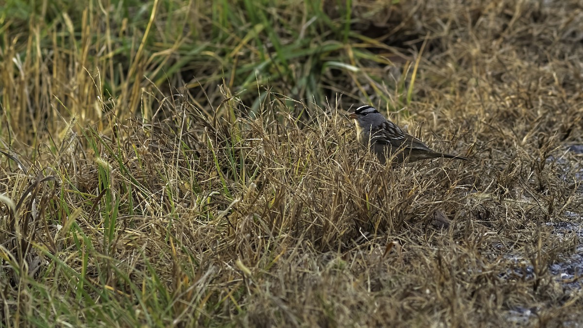 White-crowned Sparrow - ML646070856
