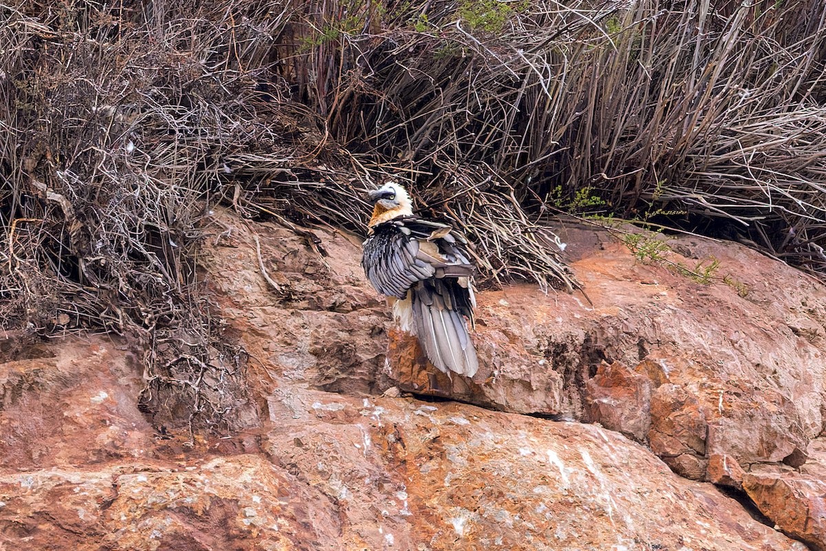 orlosup bradatý - ML646070857