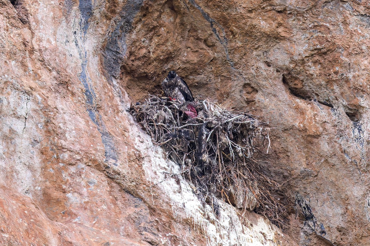 orlosup bradatý - ML646070858