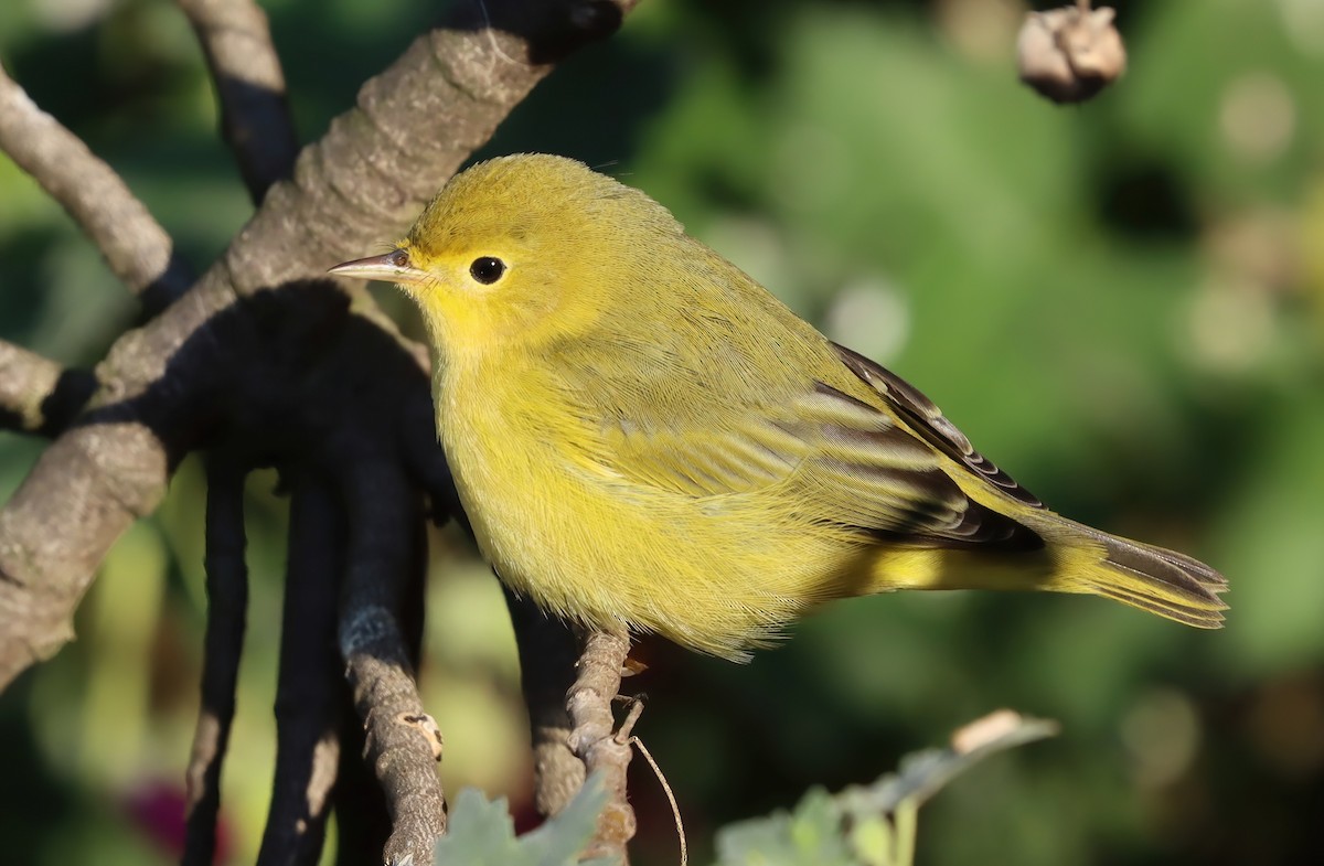 Northern Yellow Warbler - ML646070859